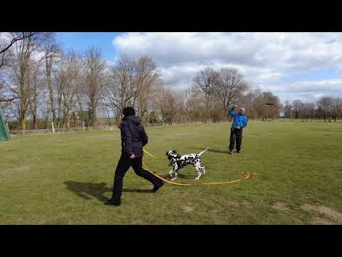 Dalmatiner Flóki • Schutzdienst • der Anfang...