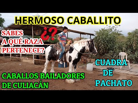 GYPSY VANNER O CABALLITO GITANO. LA MÁS HERMOSA, NOBLE E INTELIGENTE RAZA.