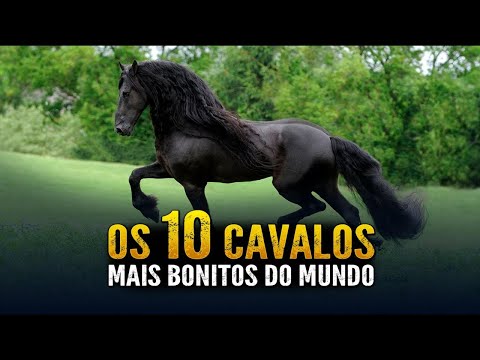 OS 10 CAVALOS MAIS BONITOS DO MUNDO  AS MAIS BELAS RAÇAS DE CAVALOS