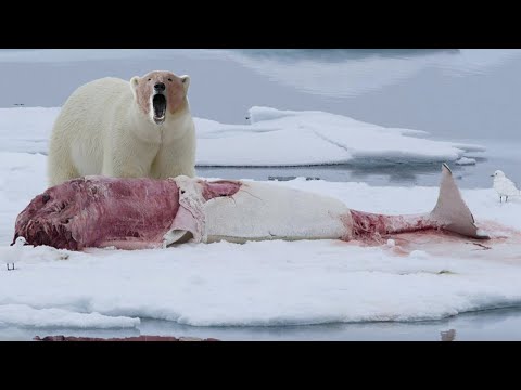 Этот Гигант охотится даже на КИТОВ! Белый медведь – свирепый хозяин Арктики!