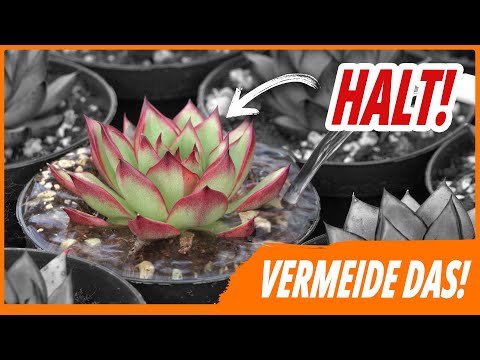 Sukkulenten gießen  - 10 unverzichtbare Gieß-Tipps