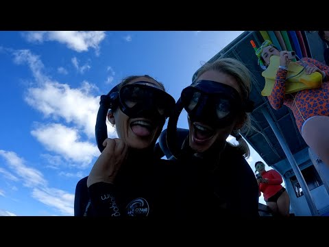 My Blue Expedition ! Tiger Sharks feeding, Swimming with Whale Sharks, Leopard Sharks, Manta Rays ++