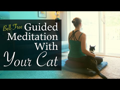 (Bell-Free) Guided Meditation With Your Cat ~ 12-Minute Mindful Cuddle Sesh With Your Kitty