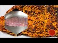 Hilsa Fish Egg How To Make Fish Egg Big Fish Egg Fry Quick Easy Fish Egg Recipe