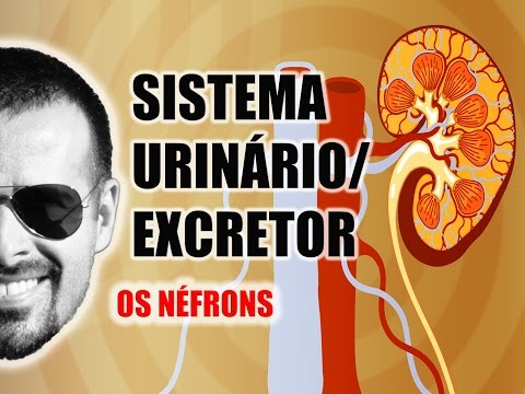 Sistema Excretor/Urinário - Néfron: A unidade funcional dos Rins - Anatomia Humana - VideoAula 031
