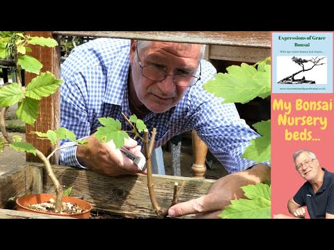 I love My Thriving Bonsai Nursery | Summer Pruning & Weeding