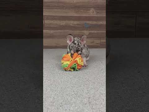 Video 4