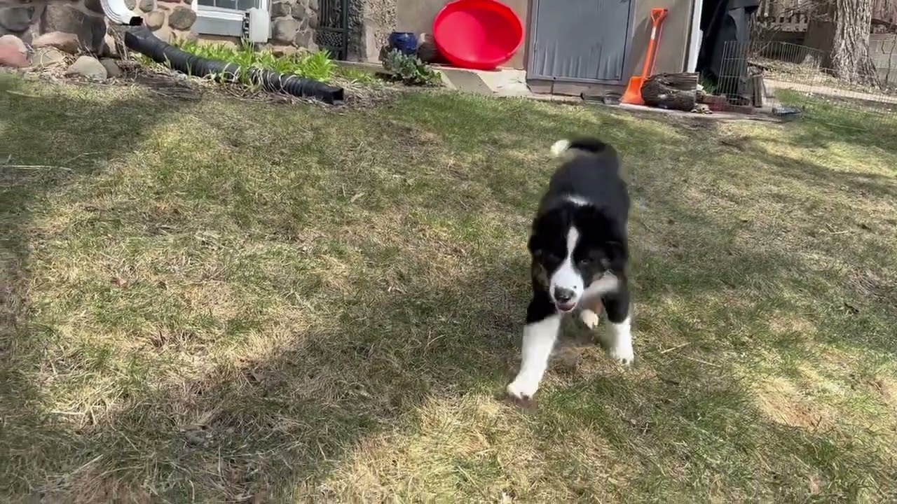 Enlarge Scruffy, a Adoptable mixed breed in Minneapolis, MN video 5/6