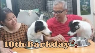 10 Years of Paws & Love 🐾 Lexi & Vixen’s Barkday Celebration!