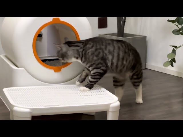 ويمزي بيت ليتر بوكس الكتروني ذاتي التنظيف للقطط