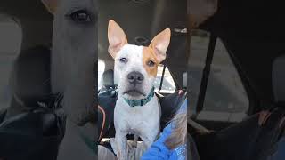 Video preview image #1 American Staffordshire Terrier-Unknown Mix Puppy For Sale in Arlington, VA, USA