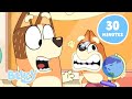 LIVE Bluey Full Episode Celebration The Sleepover Baby Race And More Bluey