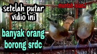 Download lagu srdc malam di masterin, pagi isian keluar semua.! srdc bali gacor, pancingan srdc biar bunyi,sikatan mp3