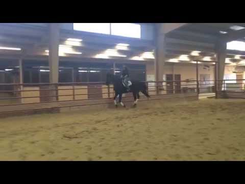 Mona - 2001 Russian Sporthorse