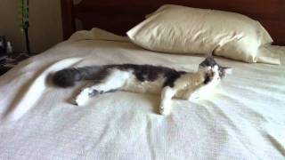 Harry Belafonte grooms himself on our Orlando bed