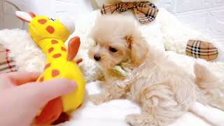 ハーフ犬の動画02