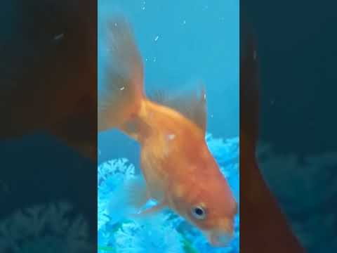 HALENUR HAYVANLARINI TANITIYOR...