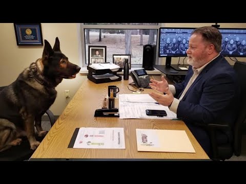 Quand on vit avec un chien qui a un QI de 200