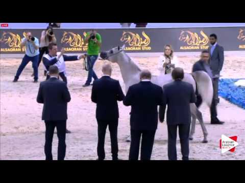 N.161 NIBRAS GHARNATAH - Dubai 2016 - Yearling Colts (Class 9B)