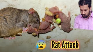 Rat Na Bacha Kha Liya 😭 - Rat Eats Babies - Rat Attack on Chicks | 3mbvlogs