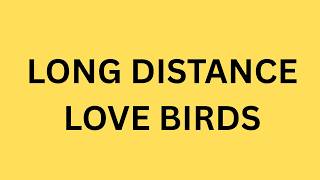 Long Distance Love Birds