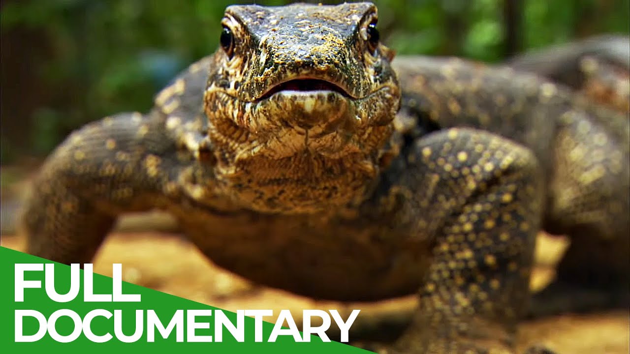 Wildest Islands | The Philippines - Islands of Mystery | Free Documentary Nature