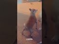 TikTok Beautiful Dog Dancing Dog Dance Funny Animal Love Pet