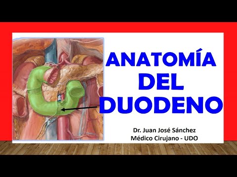 🥇 Anatomy of the DUODENUM. Easy, Quick and Simple