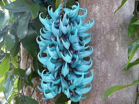 download lagu mp3 mp4 The Most Beautiful Plants, download lagu The Most Beautiful Plants gratis, unduh video klip The Most Beautiful Plants