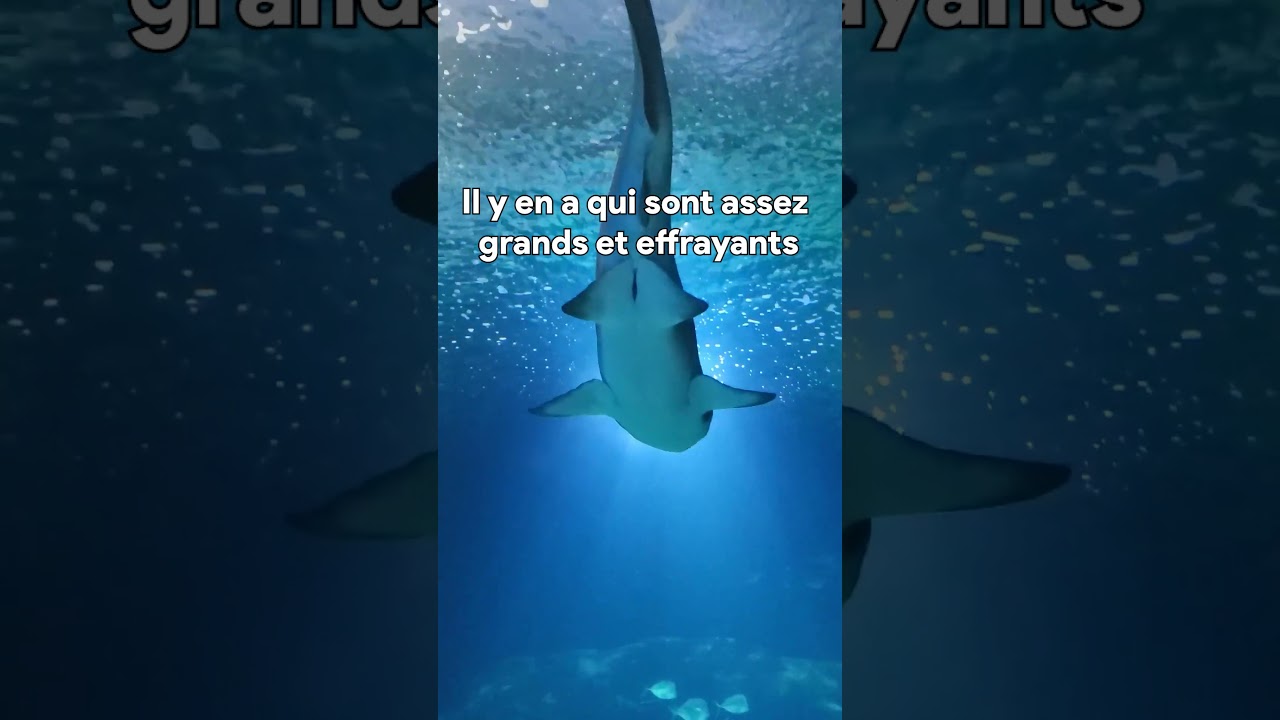 Découvrez le plus grand aquarium d'Europe 🐠 🐬