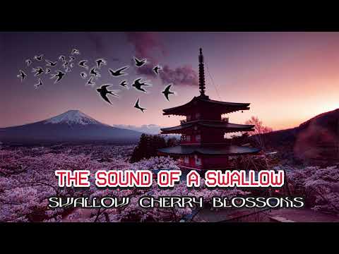 Swallow CHERRY BLOSSOMS