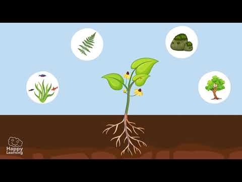 Ciências Naturais   Partes das Plantas    2º ano