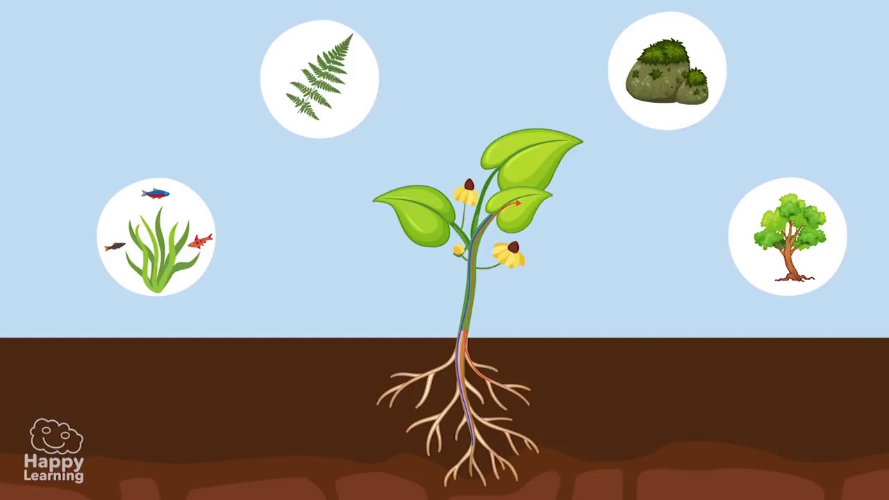 Ciências Naturais   Partes das Plantas    2º ano