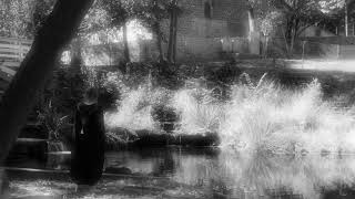 One winter rose | john southworth