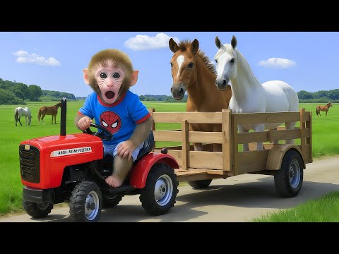 Bebé mono NiNi conduce un tractor para mover a los caballos y cuidarlos