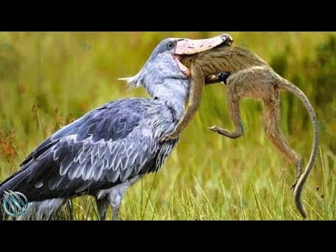 SHOEBILL STORK ─ The Jurassic Master Hunter of The Wetlands! Shoebill vs Lungfish