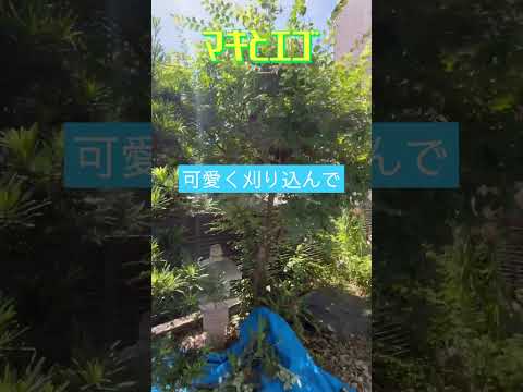 果樹を斜めに剪定する