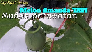 Download lagu BUDIDAYA MELON MUSIM HUJAN (PROSES GANTUNG BUAH ) KEUNGGULAN MELON AMANDA mp3