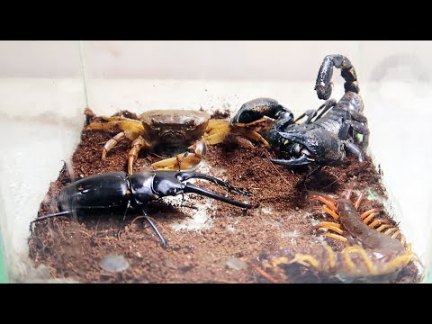 Emperor Scorpion Crab Centipede Sword Fangs Beetles