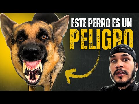 GERMAN SHEPHERD GOT IN AGGRESSIVE MODE AND ATTACKED ME!!!⚠️🔥 HE'S A DANGER!!!