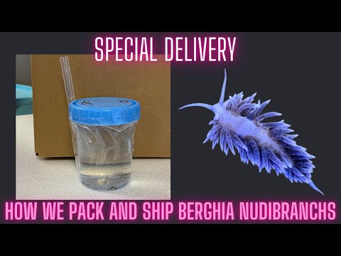 How We Pack and Ship Our Berghia Nudibranchs | Salty Underground