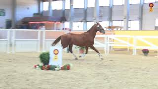 Un nouveau fils de Don Juan de Hus admis à la reproduction