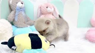 ハーフ犬の動画01