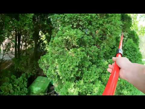 how to get rid of wasps nest from a tree