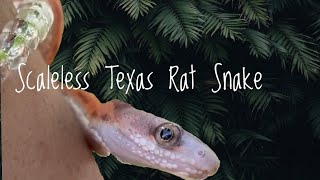 My Scaleless Texas Rat Snake!