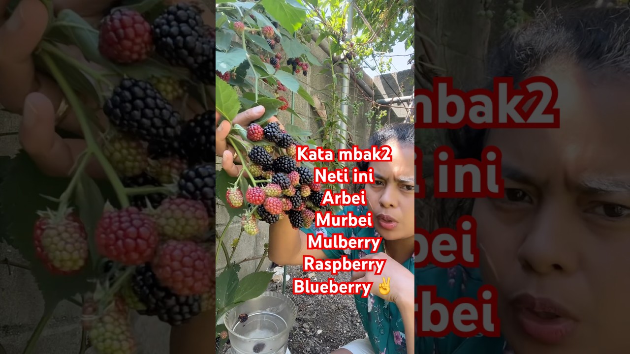 Panen buah BlackBerry matang pohon