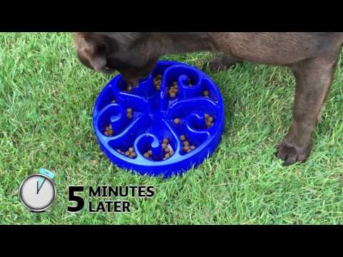 Eat Slow Live Longer for Dogs
