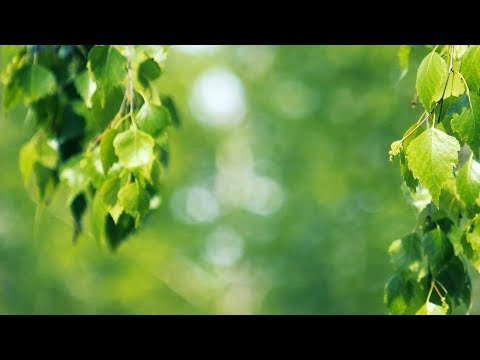 Футаж — Красивые ветки березы. Березка. Футажи (footage) красивая природа [FullHD]