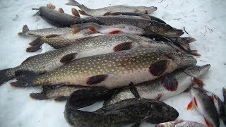 Зимняя рыбалка в тайге на окуня