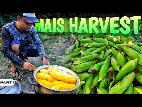 P1-Sweet Corn Harvest - EP1075